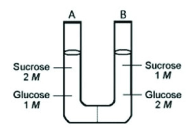 <p><span>The solutions in the two arms of a U-tube are separated by a membrane that is permeable to water and glucose but not to sucrose. Side A is half-filled with a solution of 2 M sucrose and 1 M glucose. Side B is half-filled with 1 M sucrose and 2 M glucose. Initially, the liquid levels on both sides are equal. Which of the following statements best describes the relationship between the solutions on both sides of the U-tube?</span></p>