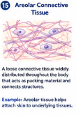 <p>A loose connective tissue distributed throughout the body; </p><p>packing material and connects structures</p>