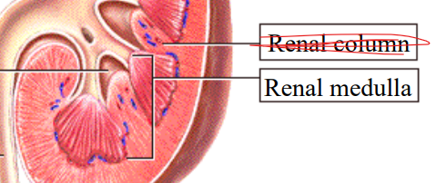 <p>nephrons here (in inner medulla)</p><p></p><p>concentrate urine and maintain body water and electrolyte homeostasis</p><p></p><p>utilizes loop of Henle</p>