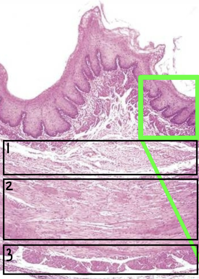 <p>What layer is 2?</p>