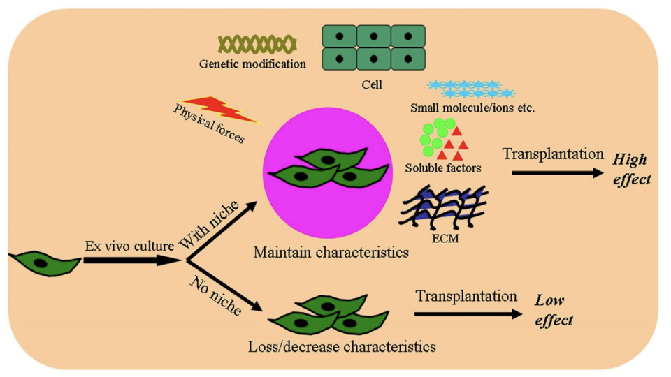 <ul><li><p>the surrounding environment is crucial to their survival and ability to function </p></li><li><p>the niche is highly dynamic microenvironment adapts to physiological or diseased conditions</p></li><li><p>niche regulates how stem cells participate in tissue generation, maintenance and repair.</p></li><li><p>Prevents stem cell depletion - and stops overproduction of stem cells.</p></li></ul><p></p>