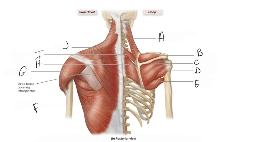 <p>infraspinatus</p>