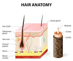 <ul><li><p>Shaft</p></li><li><p>Root</p></li><li><p>Hair follicle</p></li><li><p>Hair bulb</p></li><li><p>Dermal papilla</p></li></ul><p></p>