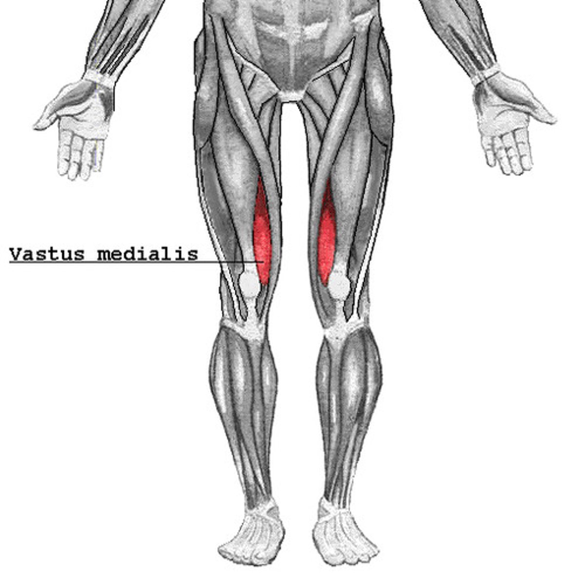 <p>Forms inferomedial aspect of thigh</p><p>*Extends leg</p>