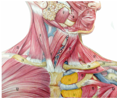 <p>What muscle is being highlighted? what is its action?</p>