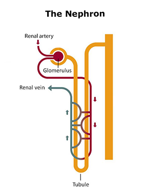 <p>The the basic structural and functional unit of the kidney. </p>