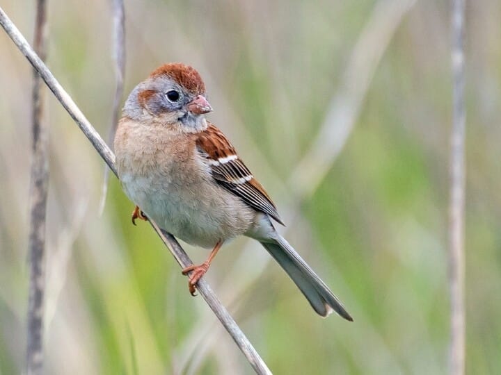 <p>field sparrow </p><p>rust + gray patterning on head/face<br>pink bill<br>bright white eyering</p>