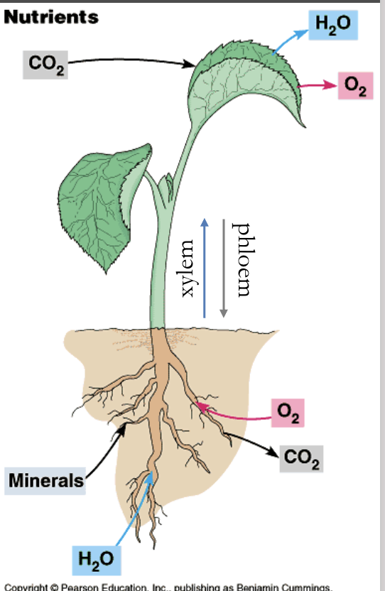 <p><span>C, H, O ~96% dry weight Most from CO2 from atmosphere. Other minerals absorbed from soil (nutrient uptake from soil)</span></p><p><span>Photosynthesis:</span><br><span>6CO2 + 6H2O → C6H12O6 + 6O2</span><br><span>Cell respiration:</span><br><span>C6H12O6 + 6O2 → 6CO2 + 6H2O + Chemical energy (ATP)</span></p><p><span>elements: </span>COH, N, P, S. K, Cu, CL, Fe, Mn, Ze</p>