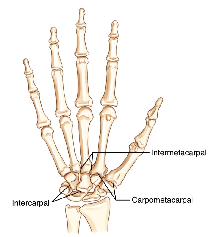 <p>what movement is this joint?</p>