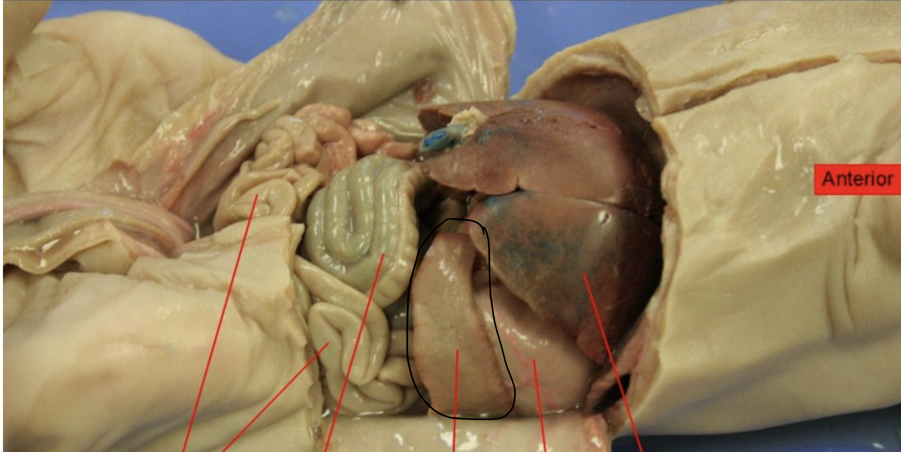 <p>Identify this Organ</p>
