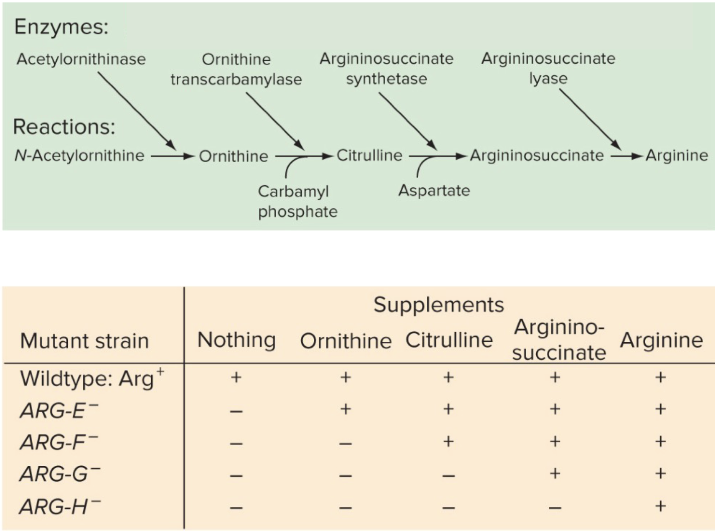 <p>The green box describes the enzymatic pathway that produces arginine. The orange box describes</p><p>results from testing whether growth of particular mutant strains of yeast can be rescued with</p><p>precursors to arginine. According to these results, which enzyme does ARG-F code for?</p><p>a. Acetylornithinase</p><p>b. Ornithine transcarbamylase</p><p>c. Argininosuccinate synthetase</p><p>d. Aspartate</p><p>e. Argininosuccinate lyase</p>