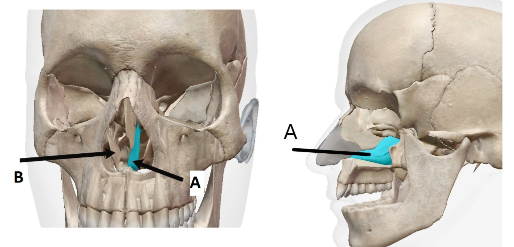 <p>identify the bone </p>