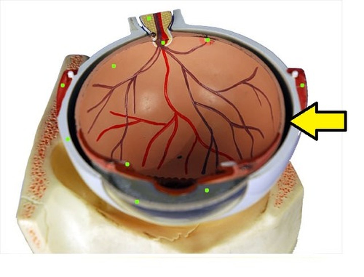 <p>Name this structure of the eyeball</p>