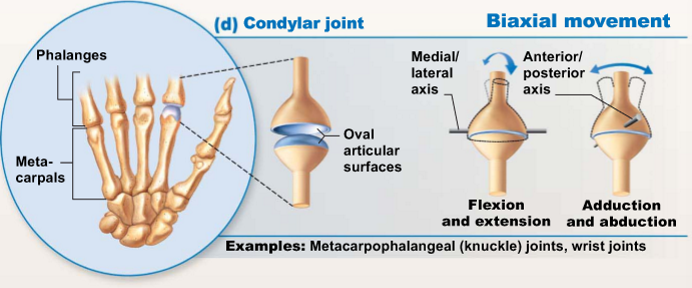 <p>Convex oval projection of one bone fits into an oval shaped depression of another bone, allowing for movement around two axes at right angles (flexion/extension &amp; abduction/adduction)</p><ul><li><p><u>Examples</u>:</p><ul><li><p>Metacarpophalangeal</p></li></ul></li></ul><p></p>