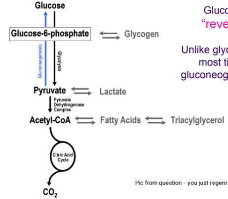 <p>Gluconeogenesis is the “reverse” of glycolysis. Unlike glycolysis, which occurs in most tissues (ubiquitous), gluconeogenesis occurs primarily in the liver.</p><ul><li><p>is not endergonic</p></li></ul><p></p>