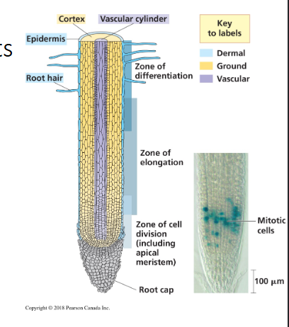 <ul><li><p>Primary root growth occurs at the RAM. The RAM produces cells in two directions: RAM produces a cap tissues called the root cap and it covers the distal tip of the root. This protects the root tip as it grows through the soil. Cells are sloughed off during this process</p></li><li><p>RAM produces cells proximally that contribute to the root proper. Produce no lateral appendages (root hairs)</p></li><li><p>Growth occurs just behind the root tip in three zones of the cells: Zone of cell division, zone of elongation, zone of differentiation/maturation (root hairs are developed from this zone, ideal for nutrient/water uptake).</p></li></ul><p></p>