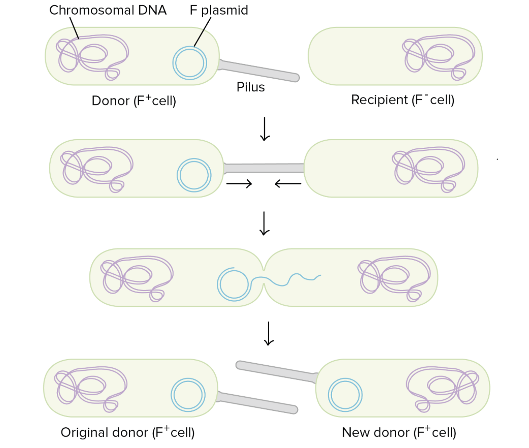 <p>Cell-to-cell connected</p>