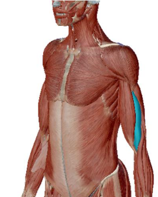 <p>what muscle is this</p>