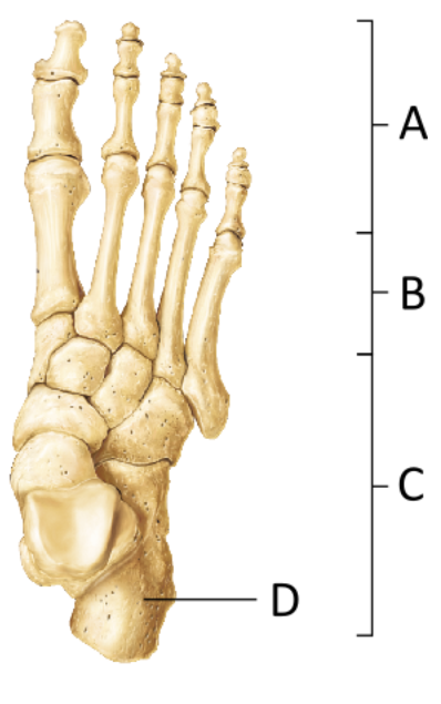 <p>Which of the following areas/bones would absorb the impact of walking when a foot first touches the ground during a normal stride?</p>