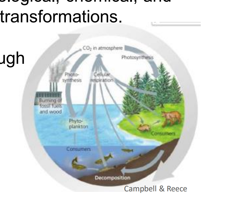 <p>Complex global-scale recycling of molecules on Earth, involving biological, chemical, and geological steps and transformations. </p><ul><li><p>Molecules move through biotic and abiotic "compartments" of Earth.</p></li></ul><p></p>