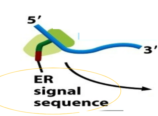 <ul><li><p>ALL proteins requiring co-translational translocation possess a ER signal sequence</p></li><li><p>defined from chemical nature and based on 5 or more basic amino acids (similar to NLS or nuclear localization signalling)</p></li><li><p>vary somewhat in sequence but all are: n-terminal, hydrophobic → contain 8 or more hydrophobic/nonpolar amino acids (about the width of one lipid bilayer of ER)</p></li><li><p>signal sequences recognized by a signal recognition particle (SRP)</p></li><li><p>recognized by an SRP receptor in the ER membrane</p></li></ul><p></p>