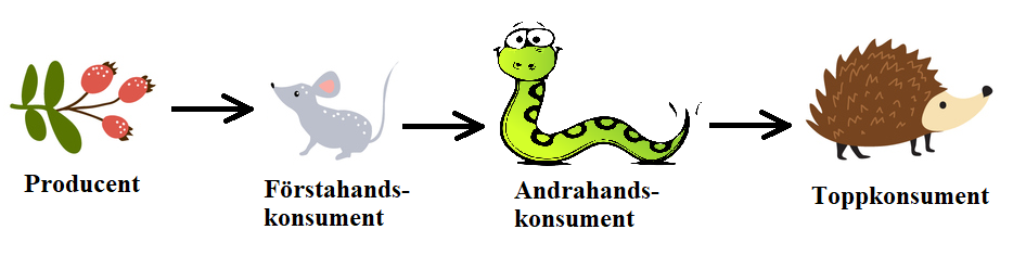 <p>Näringskedja</p>