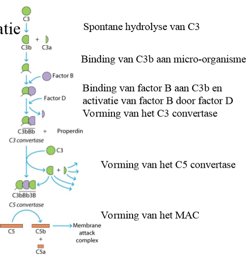 <ol><li><p>spontane hydrolyse thioesterbinding van C3 → C3a (klein) + C3b (groot)</p></li><li><p>C3b bindt aan micro-organisme</p></li><li><p>factor B bindt aan C3b</p></li><li><p>vorming C3 convertase (C3bBb): factor D knipt factor B</p><ol><li><p>factor B → factor Ba (klein) + factor Bb (groot)</p></li><li><p>factor Ba ‘splitst af’</p></li><li><p>→ vorming C3 convertase (C3bBb)</p></li></ol></li><li><p>vorming C5 convertase</p><ol><li><p>C3 convertase: C3 → C3a (klein) + C3b (groot) → C3b associeert met C3 convertase (C3bBb)</p></li><li><p>→ vorming C5 convertase (C3bBb3B)</p></li></ol></li><li><p>vorming MAC (Membrane Attack Structure) <em>(idem klassieke route)</em></p><ol><li><p>C5 convertase splitst: C5 → C5a (klein) + C5b (groot)</p></li><li><p>C5b + C6 + C7 combineren tot C5b67</p></li><li><p>C5b67 + C8 combineren tot C5b678, associeert met bacteriemembraan</p></li><li><p>C5b678 + meerdere cillindervormige C9 combineren tot MAC</p></li><li><p>→ bacterie in lysis</p></li></ol></li></ol><p></p>