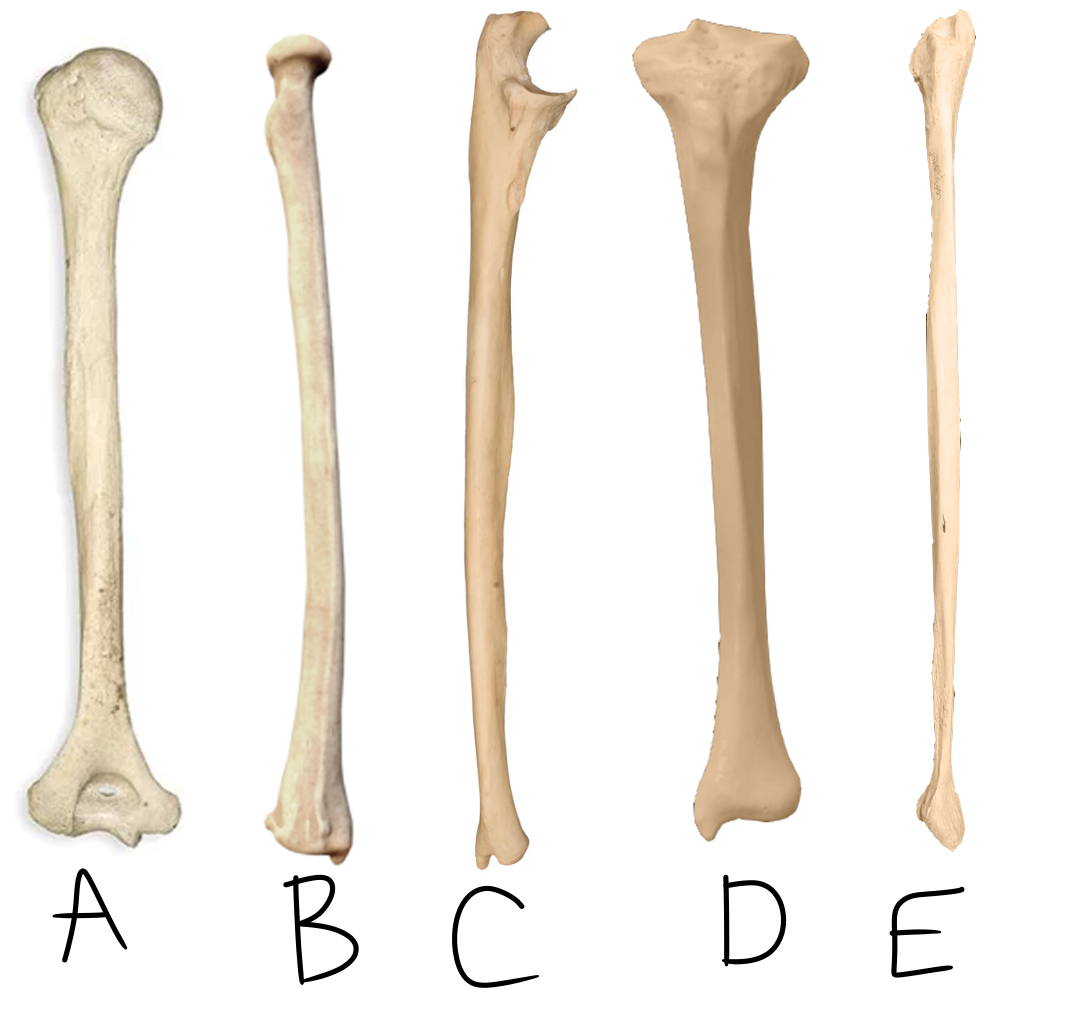 <p>Identify each bone (not to scale) </p>