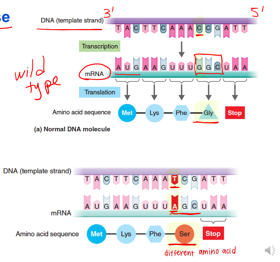 <p>What type of mutation is depicted ?</p>