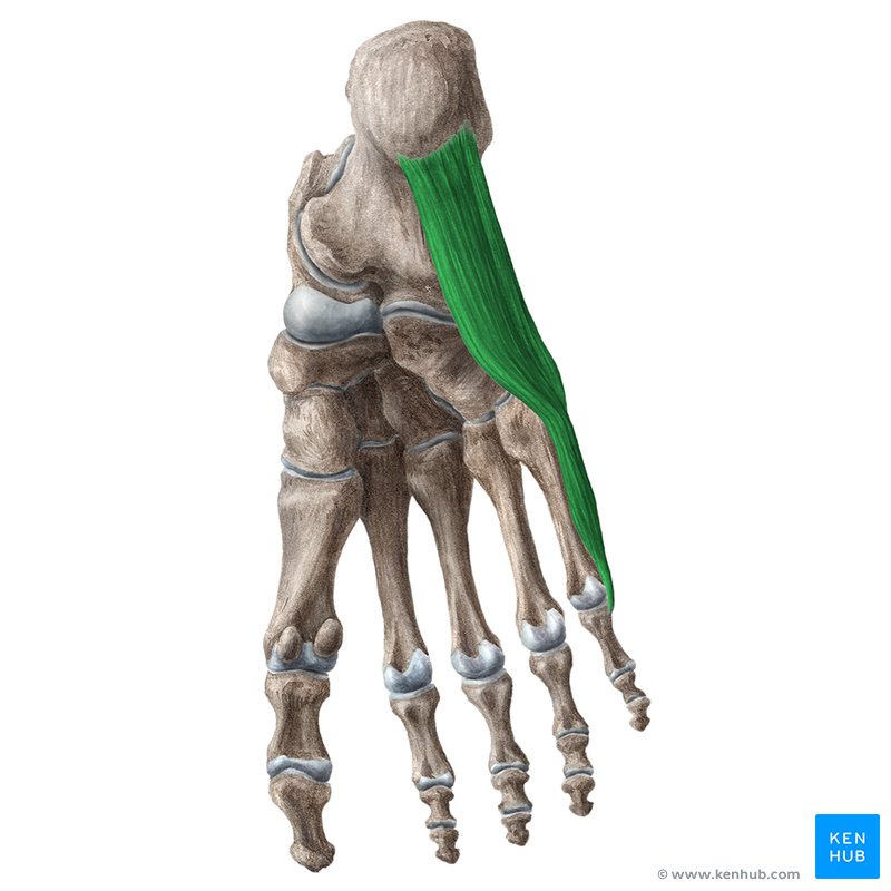 <p>Proximal Attachment (O): Medial and lateral tubercles of tuberosity of calcaneus; plantar aponeurosis; intermuscular septa</p><p>Distal Attachment (I): Lateral side of base of proximal phalanx of 5th digit</p><p>Nerve: Lateral plantar nerve (S1–S3)</p><p>Action: Abducts and flexes little toe (5th digit) at MTP and IP joints</p>