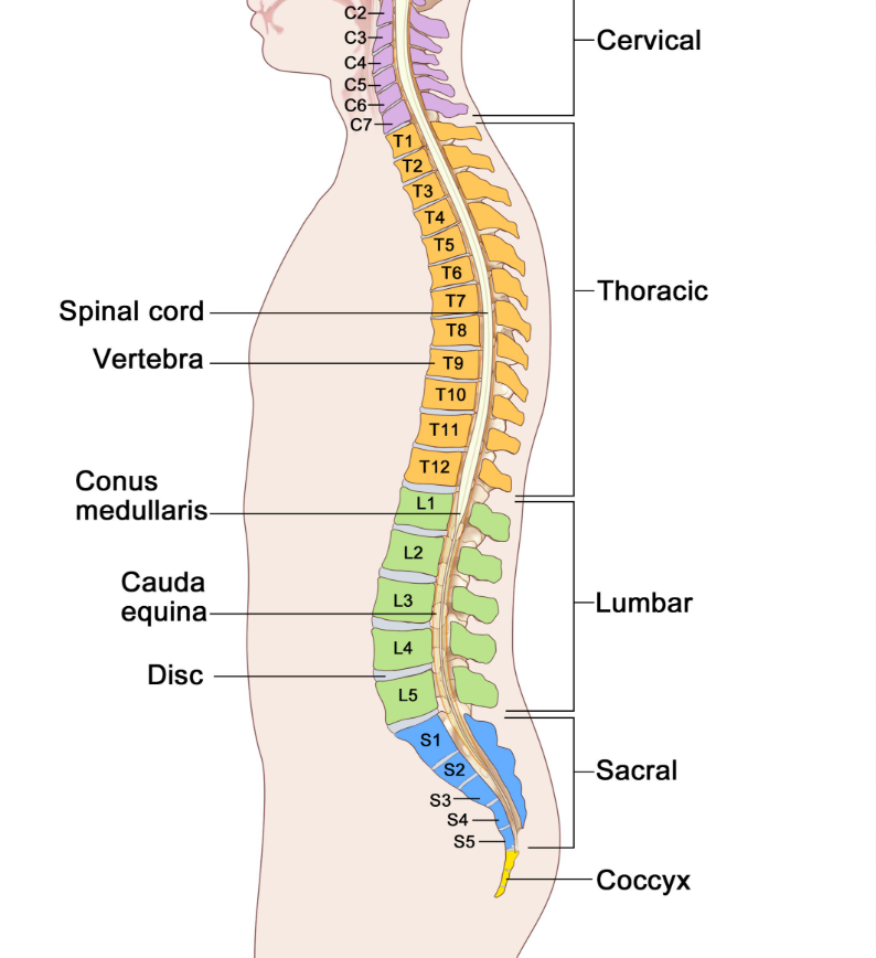 <ul><li><p>It’s a fast acting control system</p></li><li><p>Made of brain/ spinal cord/ nerves/ sensory receptors</p></li><li><p>Responds to internal and external stimuli</p></li><li><p>The sensory receptors detect changes</p></li><li><p>Messages are sent to the central nervous system which assesses information and activates effectors (so the muscles and glands)</p></li></ul><img src="https://assets.knowt.com/user-attachments/d5c6a0c4-762c-43a3-8d1e-f2e4a5d22e7e.png" data-width="50%" data-align="center" style="display: block; width: 50%; margin-left: auto; margin-right: auto;"><p></p>