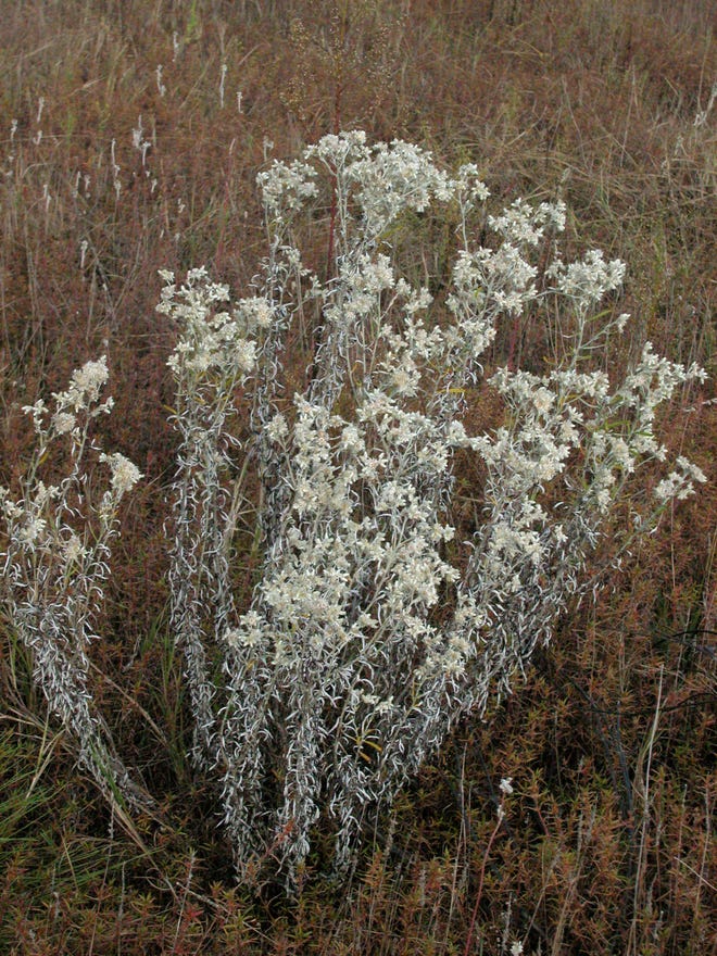 <p><span><em><u>Pseudognaphalium obtusifolium</u></em></span></p>