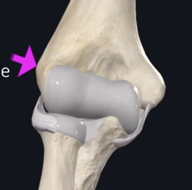 <p>what is the name of this following boney outgrowth on the distal end of the humerus?</p>