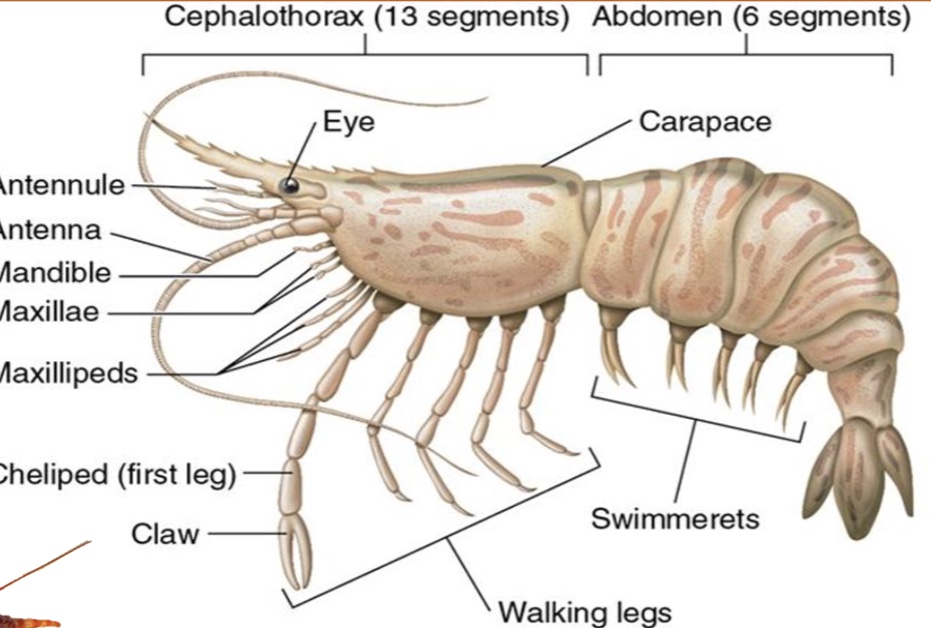 <p>antennae used for touch and taste</p><p>mandibles are opposable mouth parts used for biting and chewing</p><p>first and second maxillae used for sorting and handling food</p><p>• Males usually have larger claws.</p><p>• Males are often brighter in color.</p><p>• Males have a pair of enlarged swimmerets.</p>