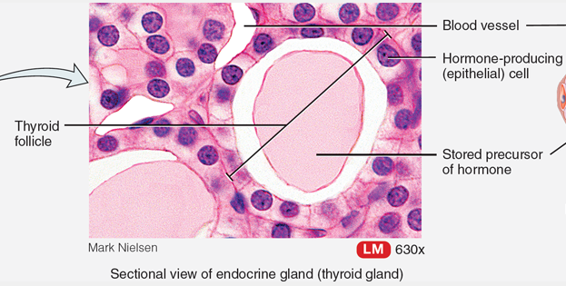 <p>Endocrine gland</p>