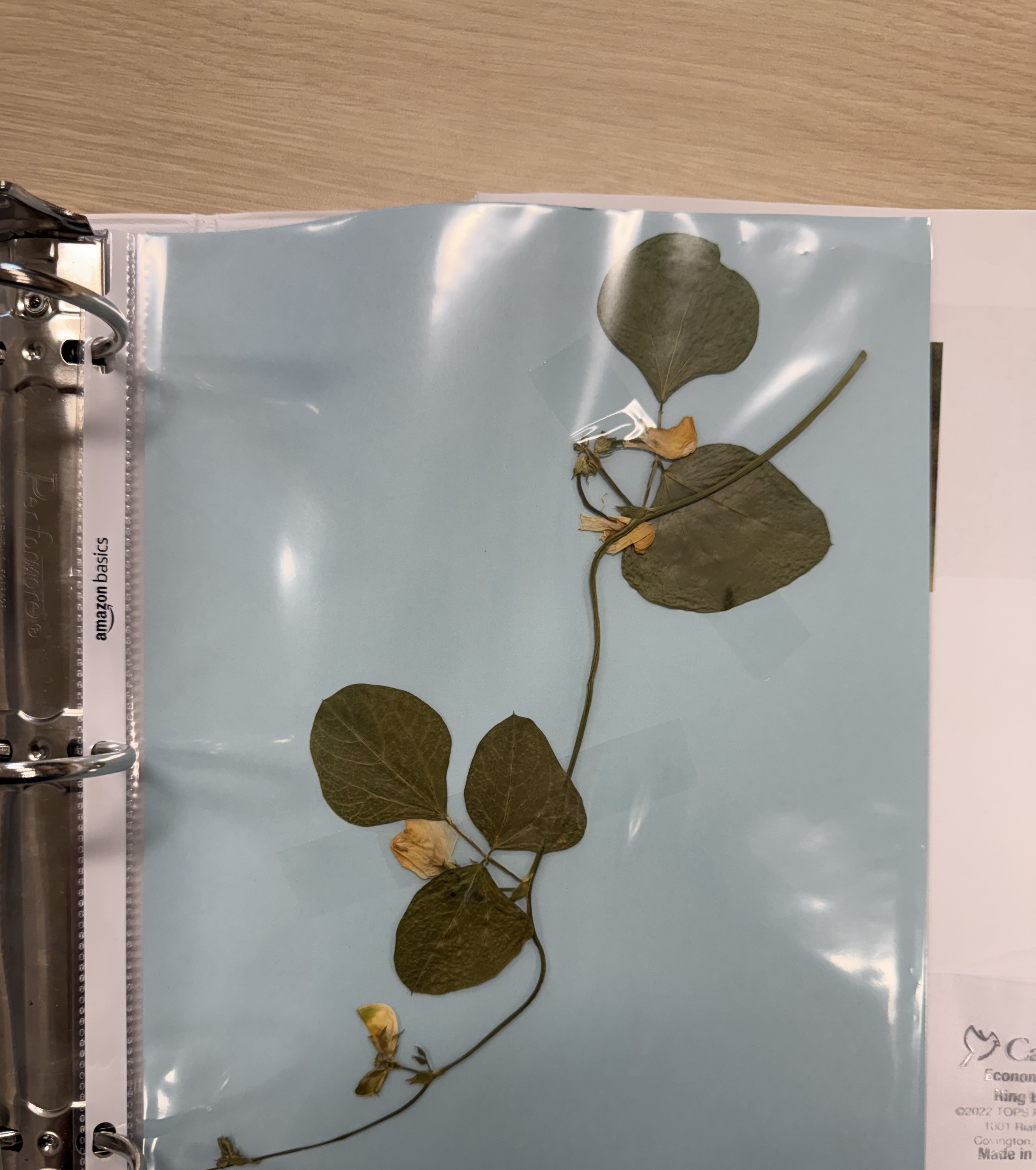 <p>Cow Pea</p>