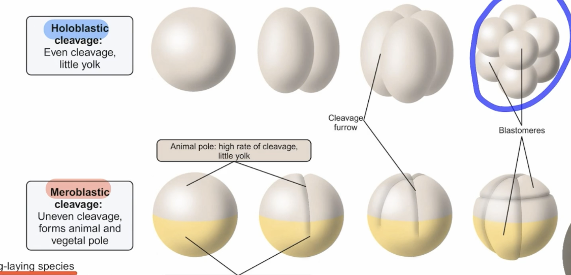 <p>Holoblastic Cleavage: even cleavage, little yolk </p><p>Meroblastic Cleavage: uneven cleavage, forms animal and vegetal pole </p>