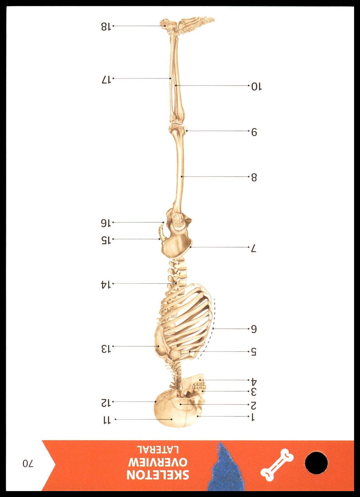 <p>What is Label 8 on Flashcard 70 (Skeleton Overview Lateral)?</p>