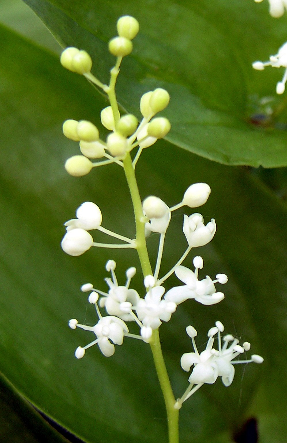 <p>Ekorrbär (KÄNN IGEN PÅ BLAD)</p>