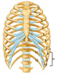 <p>Ribs 8-10</p>