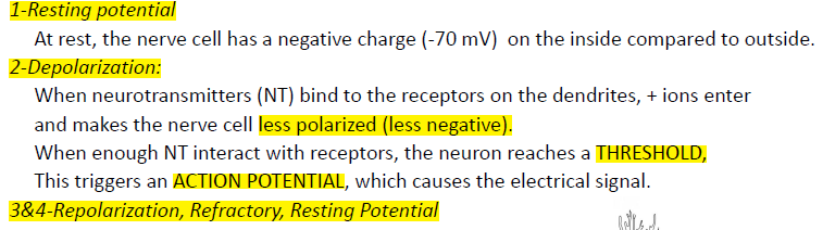 <p>resting potential, depolarization, repolarization, refractory, resting potential</p>