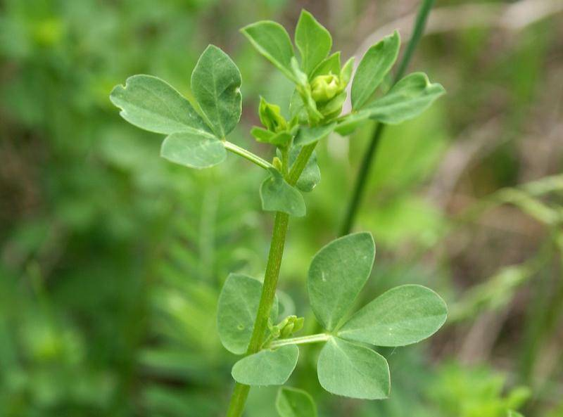 <p>lotier corniculé </p>