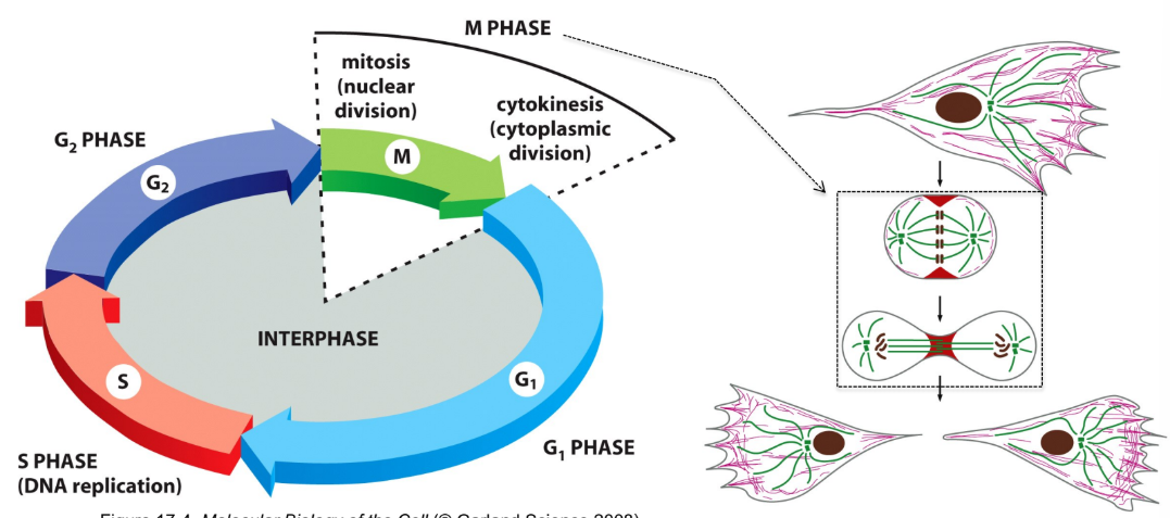 <p>Interphase = G1 → S → G2</p><ul><li><p>G1 = initiation of DNA synthesis</p></li><li><p>S = DNA synthesis </p></li><li><p>G2 = period b/w DNA synthesis </p></li></ul><p>M phase = Mitosis + Cytokinesis </p><ul><li><p>Mitosis = process of chromosome segregation</p></li></ul><p></p>