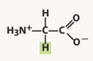 <p>Glycine</p>