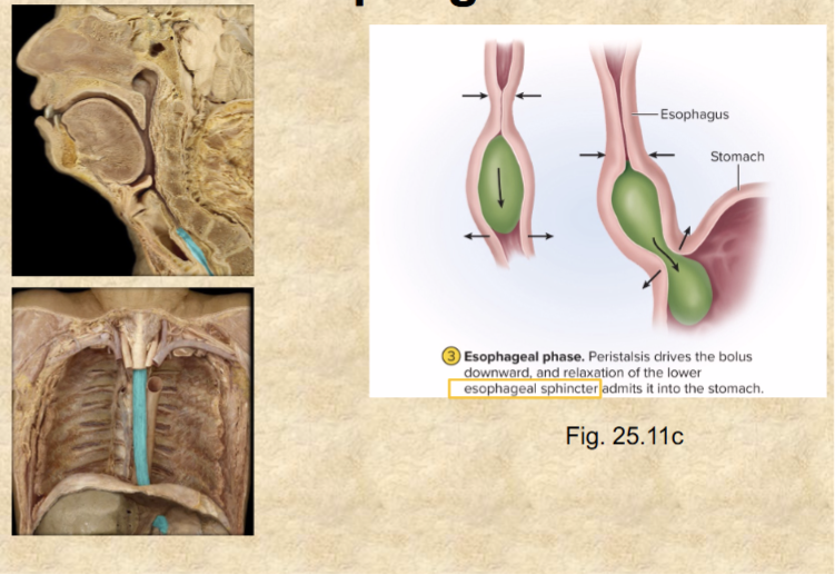 <p>stomach contents from regurgitating in esophagus</p><p>protects esophagus from stomach acid</p><ul><li><p>heartburn—burning sensation from acid reflux</p></li></ul><p></p>