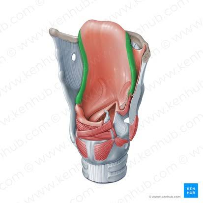 <p>They reinforce and support the aryepiglottic folds and may help the arytenoids move.</p>