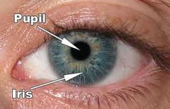 <p>small opening in the center of the iris - the hole in the eye to allow light to enter.</p>