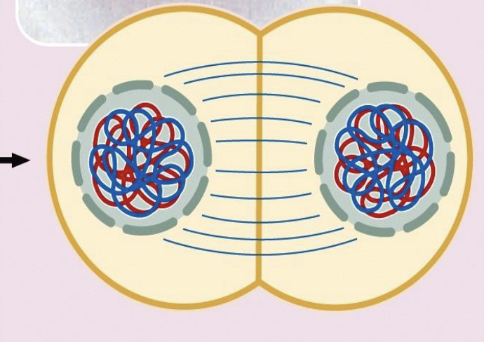 <ul><li><p>nuclear envelope reforms</p></li><li><p>interkinesis happens (cytokinesis between meiosis 1 and 2)</p><ul><li><p>dividing up cytoplasm to create 2 separate cells </p></li></ul></li><li><p>results in 2 haploid cells</p><ul><li><p>each cell here has only one copy of every chromosome</p></li><li><p>the reduction division</p><ul><li><p>reduced number of chromosomes in each cell by half </p></li></ul></li></ul></li><li><p>total number of chromosomes in each cell is half of starting number </p></li></ul><p></p>
