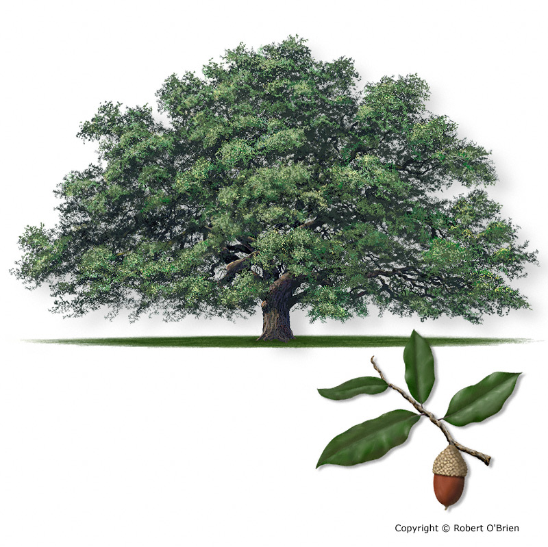 <p>Common name?</p>