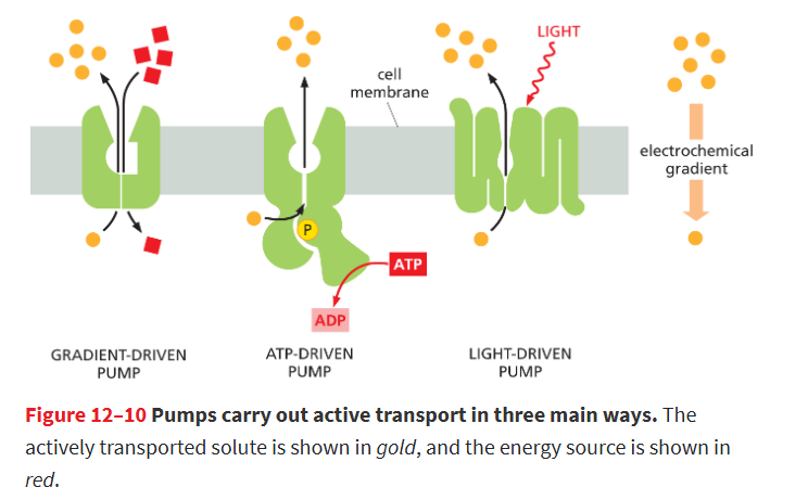 <ul><li><p><strong>Gradient-driven pumps:</strong> use the downhill movement of one solute to move another uphill</p></li><li><p><strong>ATP-driven pumps:</strong> use <strong>ATP hydrolysis</strong> for energy</p></li><li><p><strong>Light-driven pumps:</strong> use <strong>sunlight energy</strong> (mostly in bacteria)</p></li></ul><p></p>